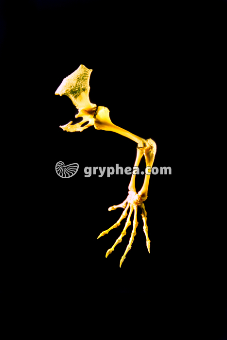 Mb antérieur petit varan - gryphea.com